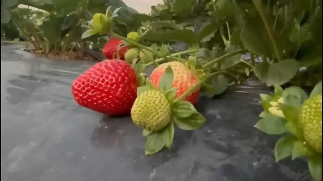 Mersin’de Çilek Hasadı: Toprakla Reyon Arası Fiyat Uçurumu! 2